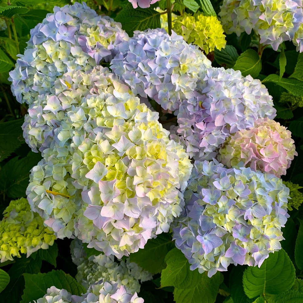 Meet your Posher, Rmune